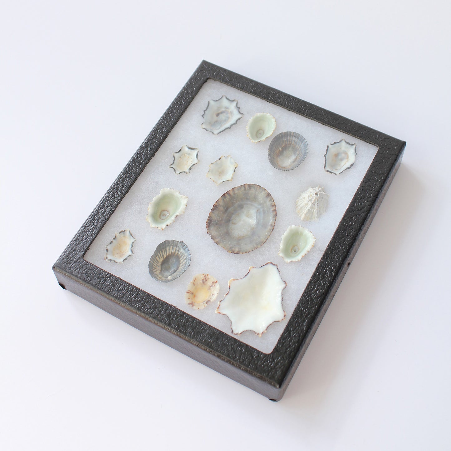 Upturned Shell Display