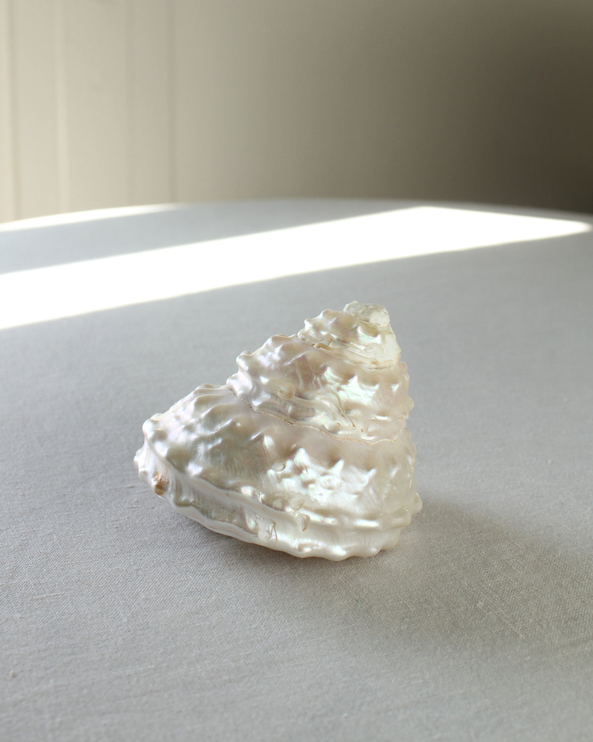 Undossa Shell Vintage Pearlescent Astraea Undosa Wavy Snail Sea Shell – Earl Grey