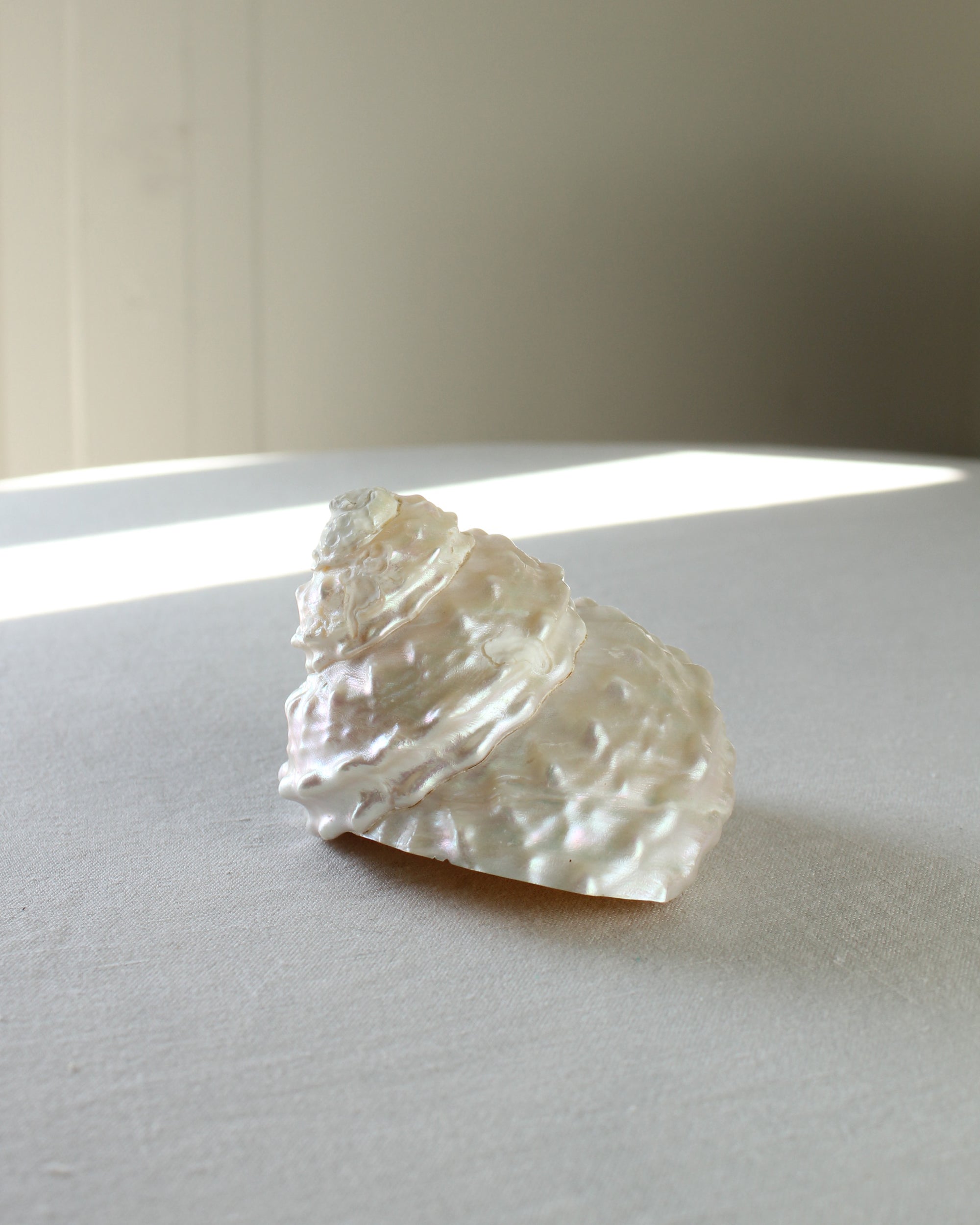 Undossa Shell Vintage Pearlescent Astraea Undosa Wavy Snail Sea Shell – Earl Grey
