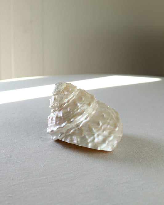 Astraea Undosa Sea Shell, Large 