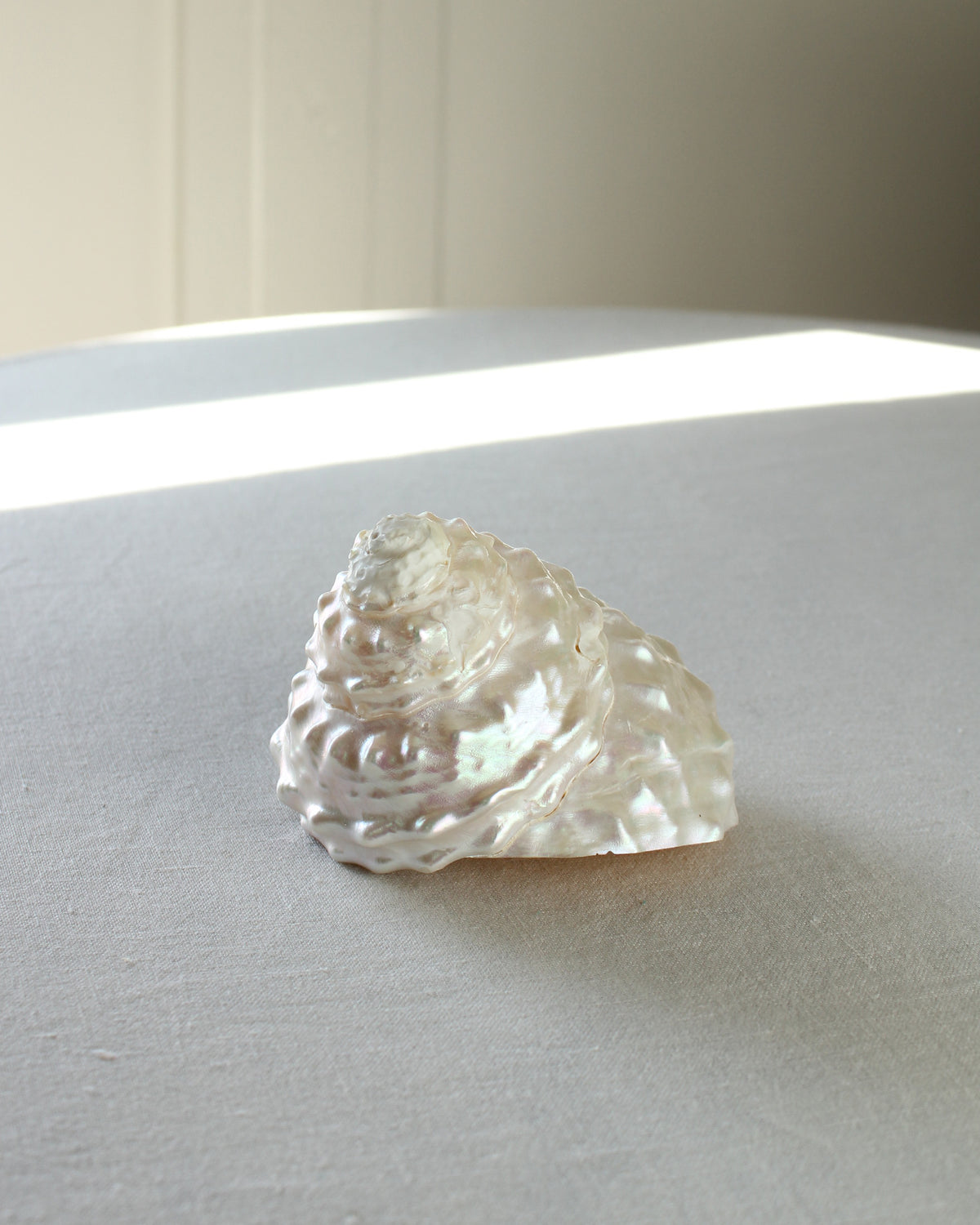 Undossa Shell Vintage Pearlescent Astraea Undosa Wavy Snail Sea Shell – Earl Grey