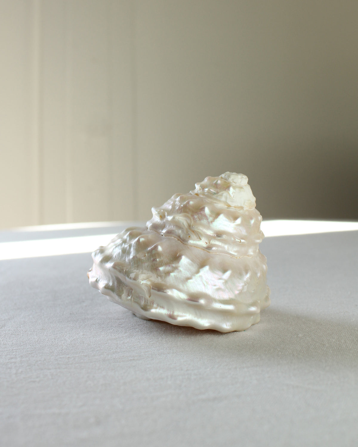 Undossa Shell Vintage Pearlescent Astraea Undosa Wavy Snail Sea Shell – Earl Grey