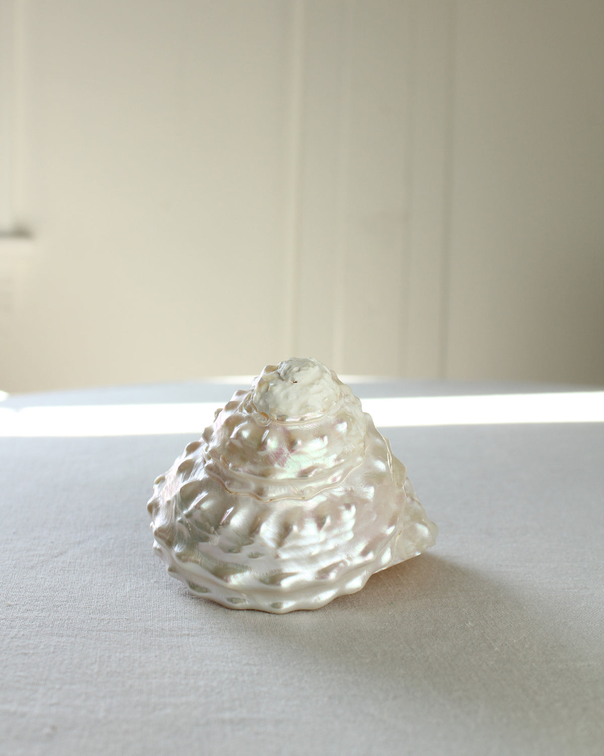 Undossa Shell Vintage Pearlescent Astraea Undosa Wavy Snail Sea Shell – Earl Grey