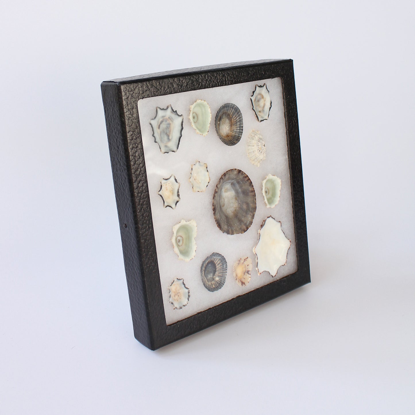 Vintage Mid Century Upturned Shell Display – Earl Grey