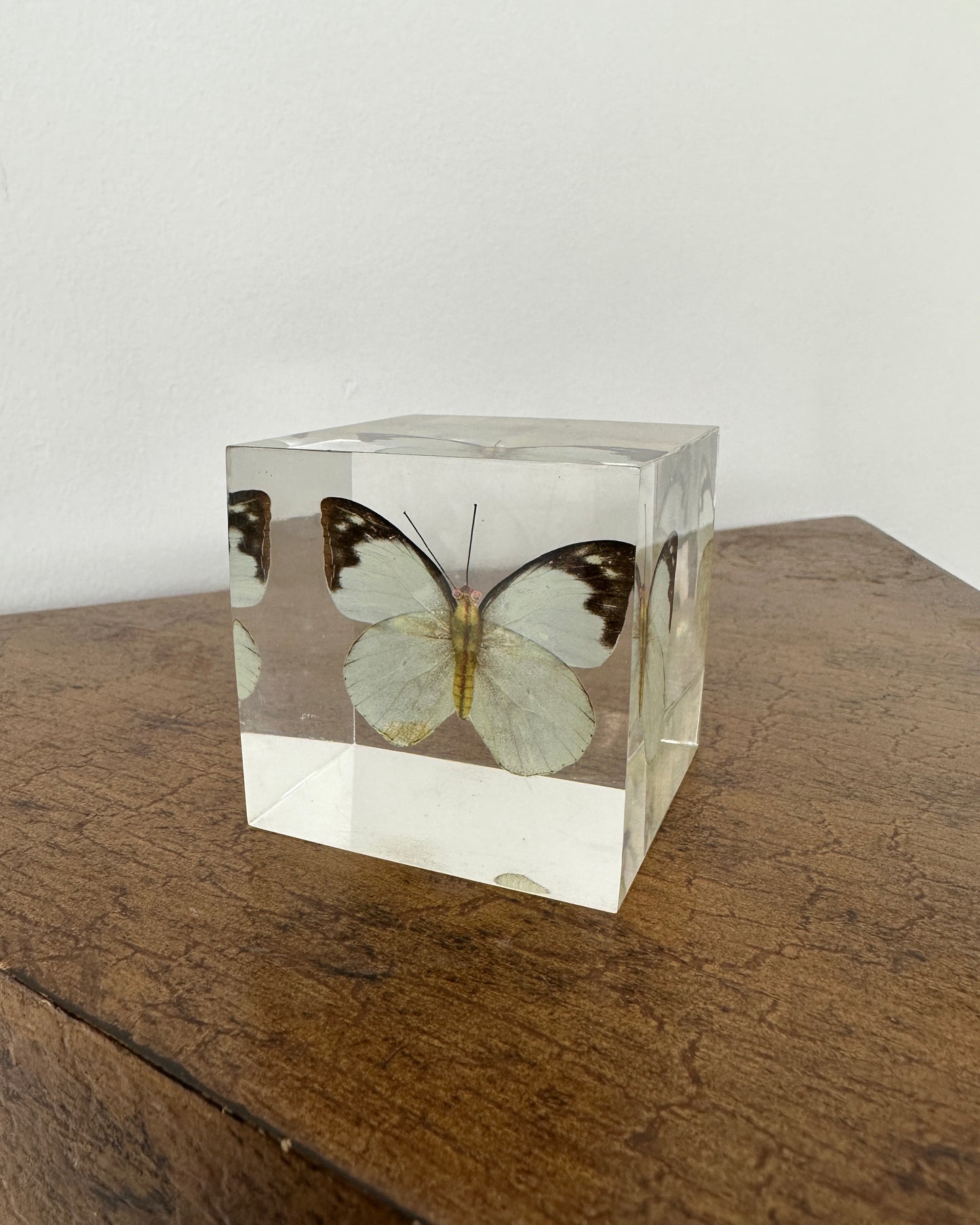 Paper Butterfly in Resin