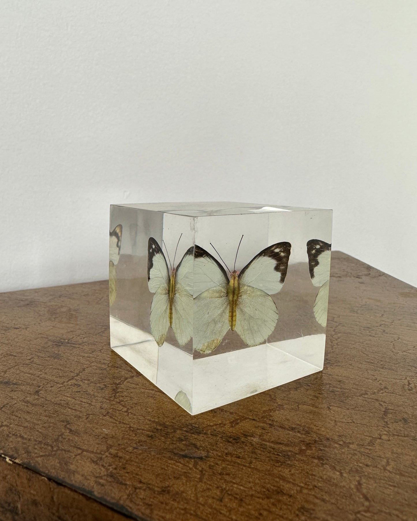 Paper Butterfly in Resin