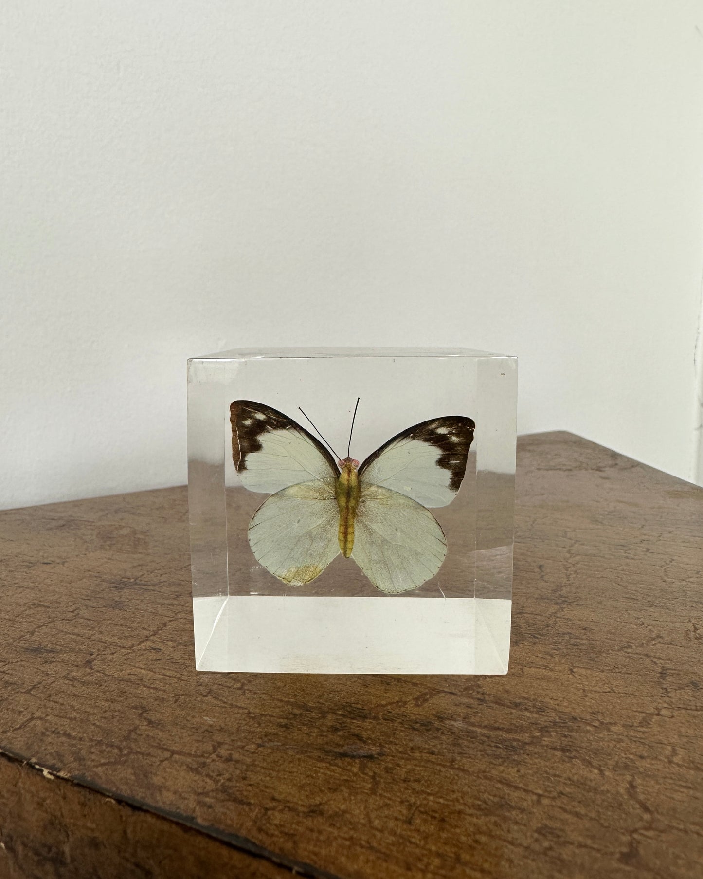 Paper Butterfly in Resin