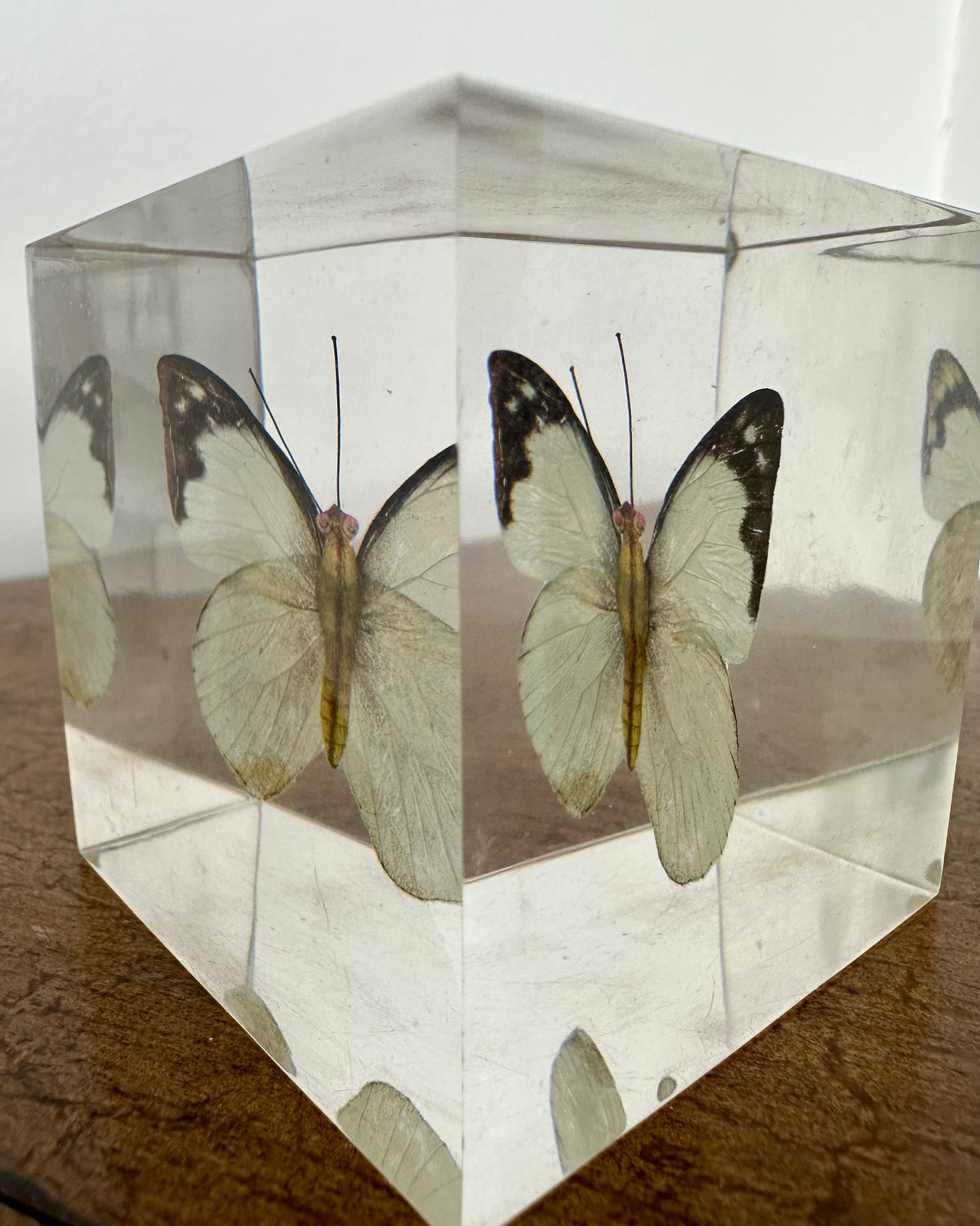 Paper Butterfly in Resin