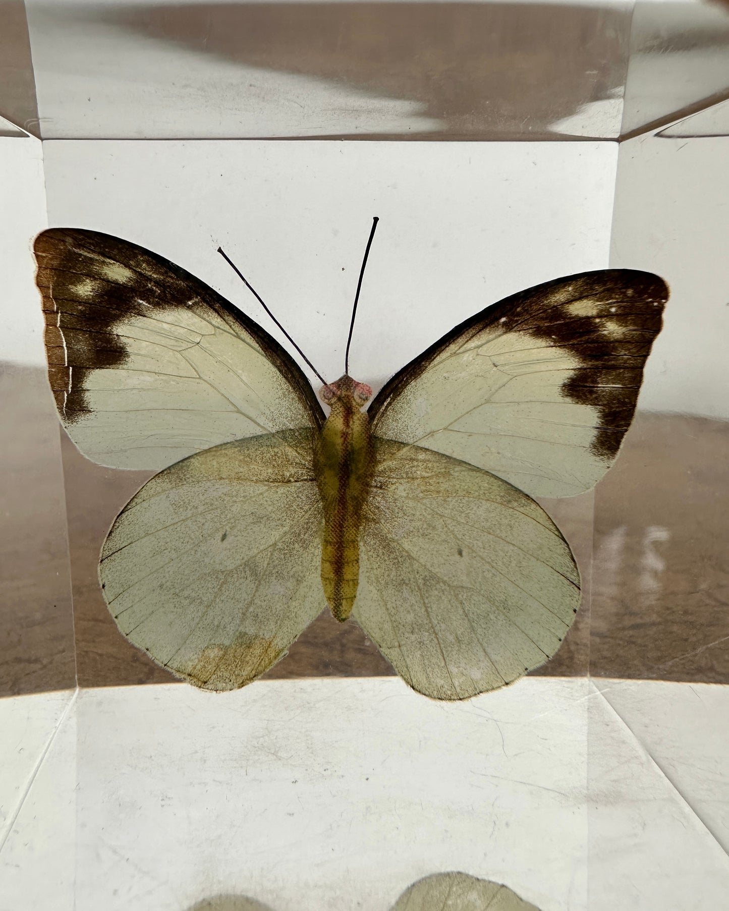 Paper Butterfly in Resin